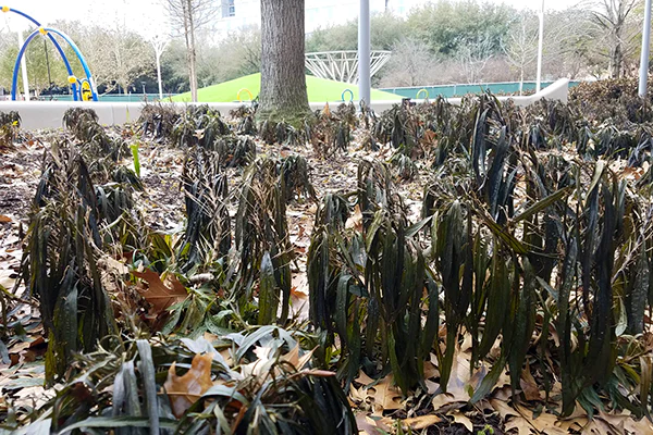 Gardens at Discovery Green affected by Winter Storm Uri