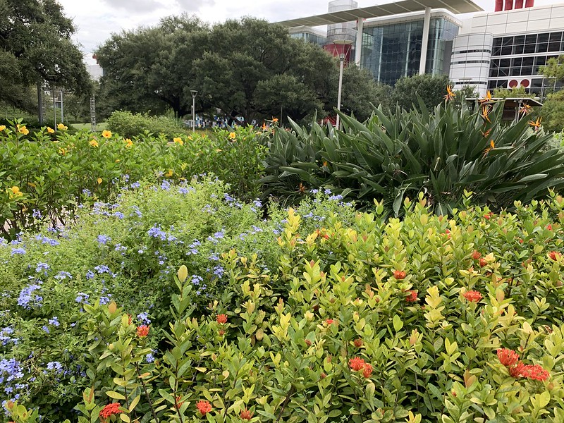 Green plants and flowers at the gardens in Discovery Green Park in Downtown Houston, Tx